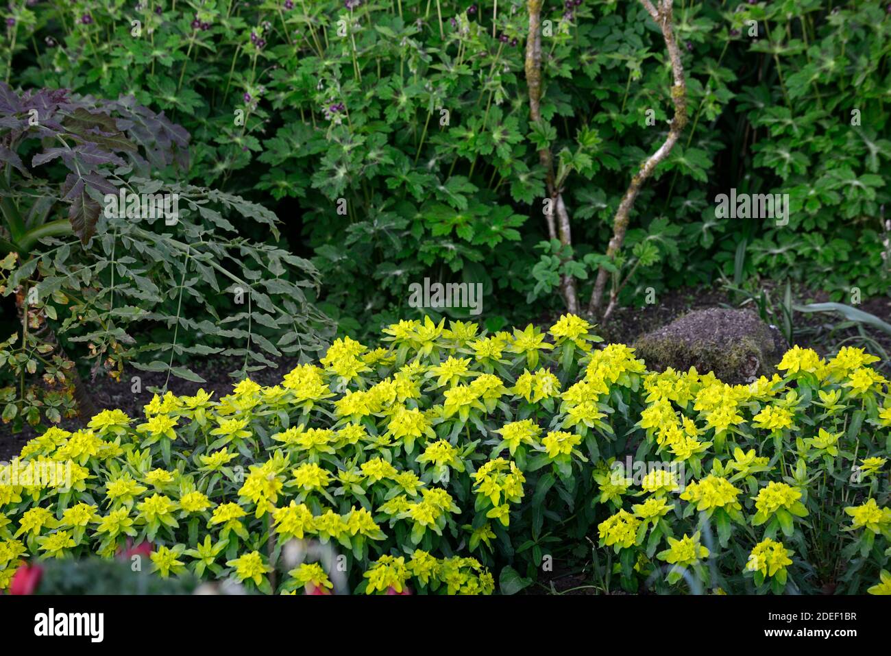 euphorbia policroma, cuscino spurge, Euphorbia epitimoides, foglie verdi, verde fogliame, verde lime fiori, scioccante verde, RM Floral Foto Stock