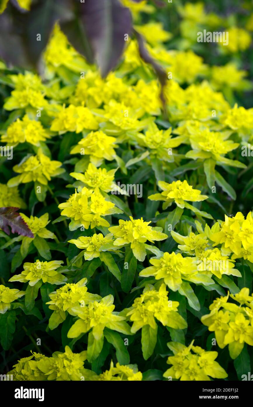 euphorbia policroma, cuscino spurge, Euphorbia epitimoides, foglie verdi, verde fogliame, verde lime fiori, scioccante verde, RM Floral Foto Stock