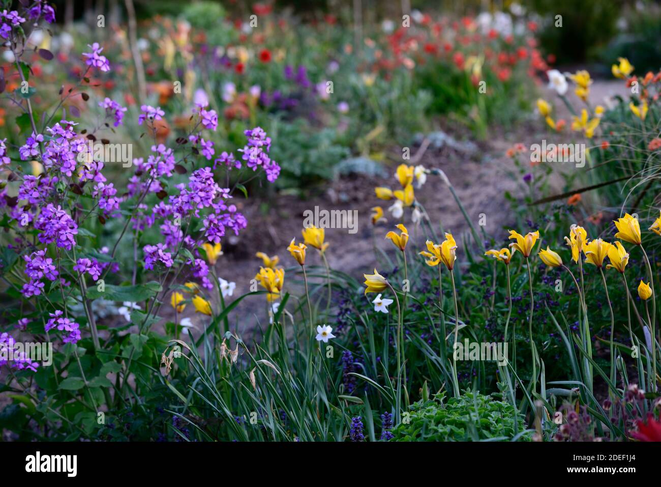 tulipa sylvestris, tulipani gialli, fiori di tulipano gialli, tulipani di specie, Lunaria annua Chedglow, onestà annuale, onestà viola, selvaggio, naturale piantando, molla Foto Stock