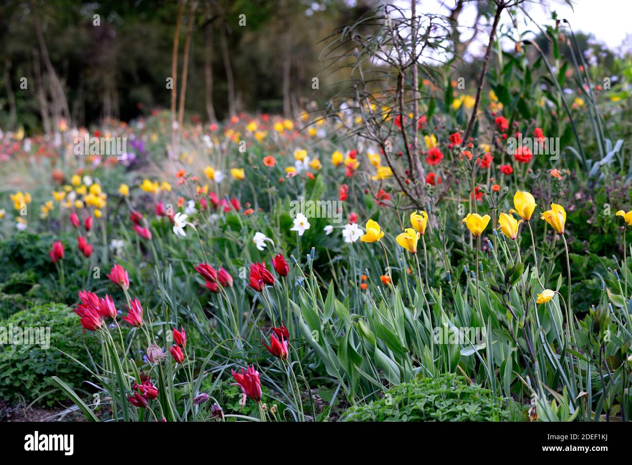 Tulipa Showwinner, tulip Showwinner, Tulipa kaufmanniana Show Winner, tulipa sylvestris, tulipani rossi gialli, fiori rossi gialli tulipani, selvaggi, piante naturali Foto Stock