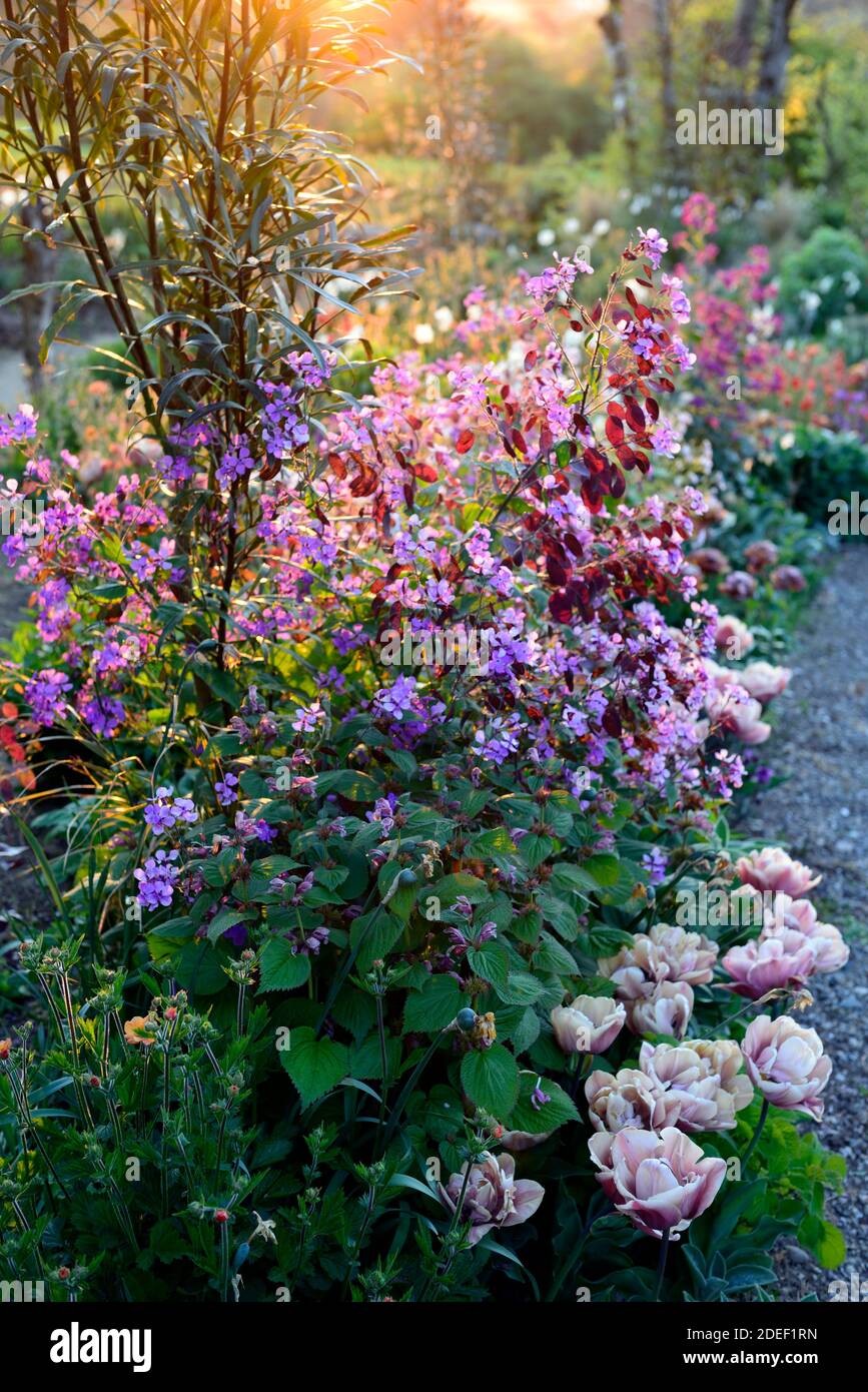 pseudopanax lessonii stella scura, ruggine arancio doppio tulipani, crema rosa doppio tulipano, tulipani, tulipa, geum totalmente tangerina, mix, misto, combinazione, letto, bordo Foto Stock