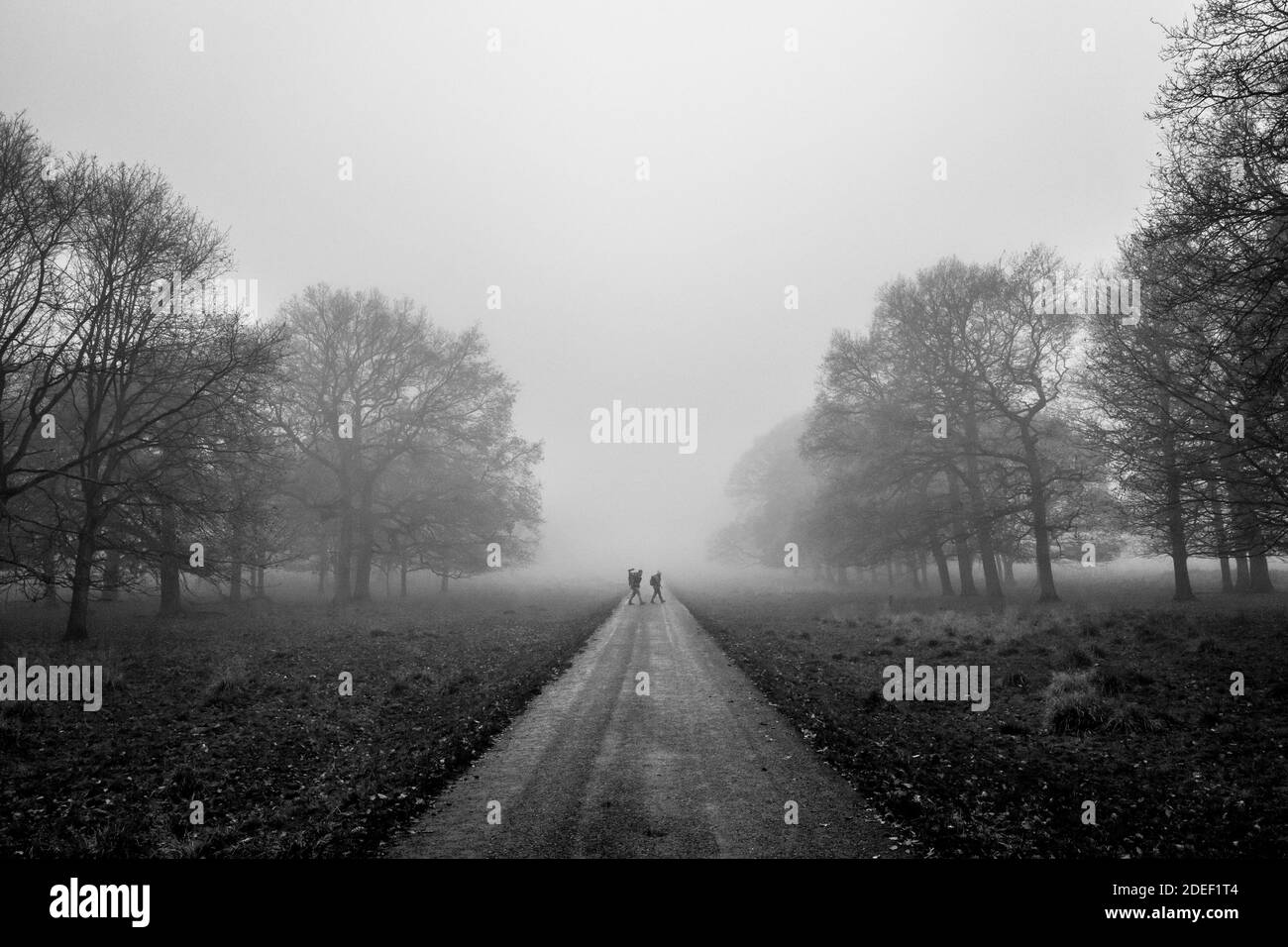 La gente cammina lungo una piccola strada di campagna alberata in una tarda serata di nebbia. Foto Stock