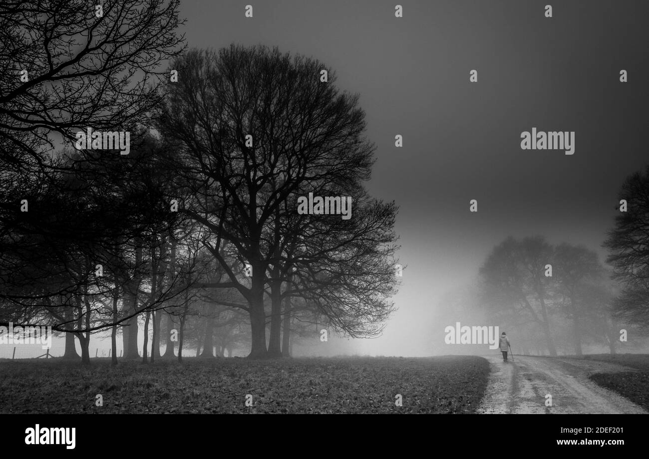 Persona che cammina lungo una piccola strada di campagna alberata in una tarda serata di nebbia. Foto Stock
