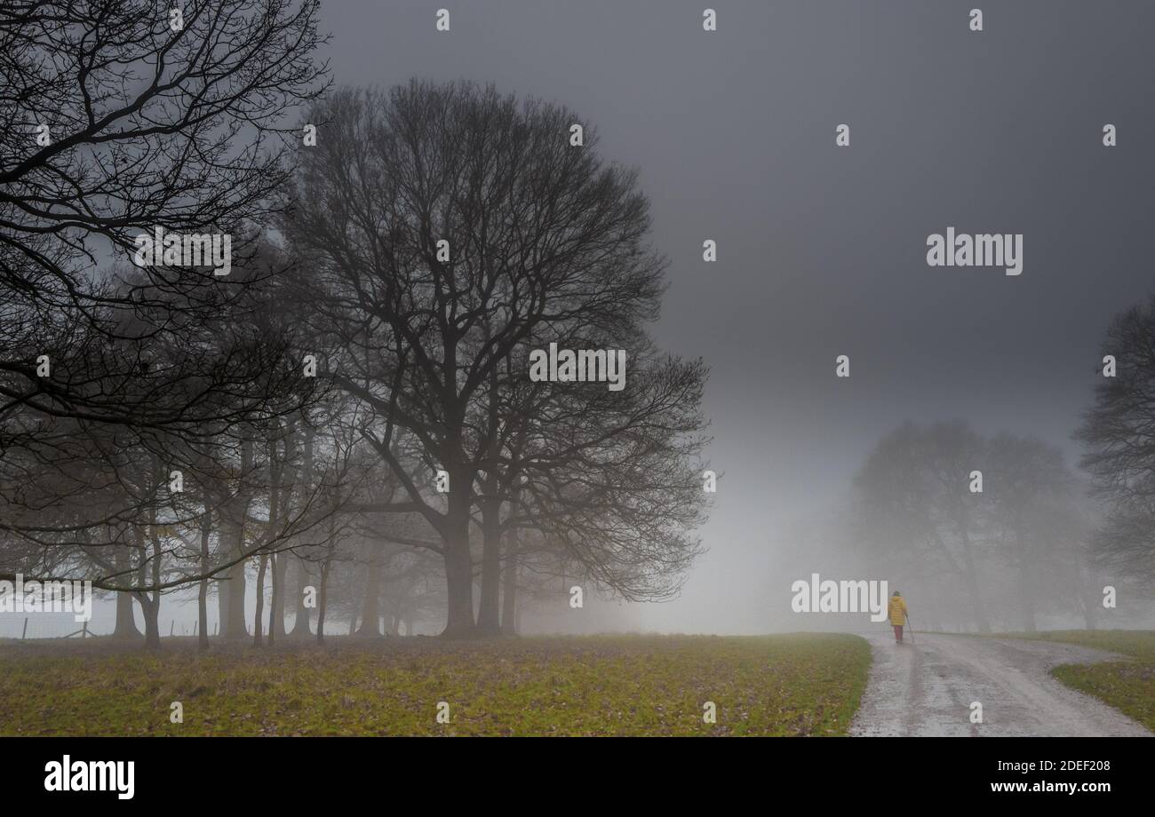 Persona che cammina lungo una piccola strada di campagna alberata in una tarda serata di nebbia. Foto Stock