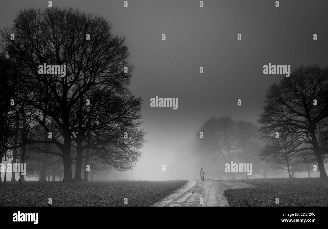 Persona che cammina lungo una piccola strada di campagna alberata in una tarda serata di nebbia. Foto Stock