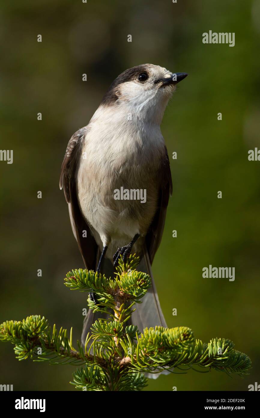 Gray jay (Perisoreus canadensis), Mt Rainier National Park, Washington Foto Stock