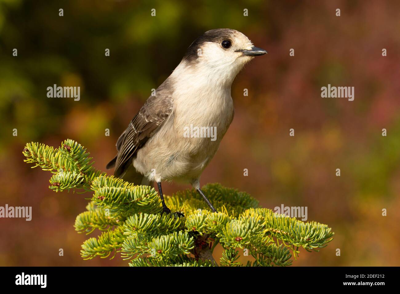 Gray jay (Perisoreus canadensis), Mt Rainier National Park, Washington Foto Stock