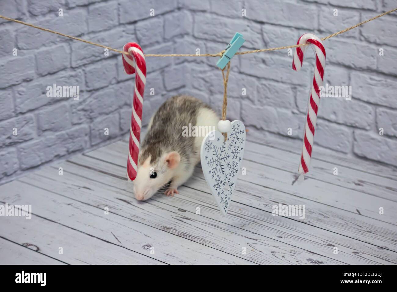Decorazioni natalizie appendono da una corda. Cuore figurato in legno bianco. Caramella su un bastone per natale. Il ratto è seduto Foto Stock