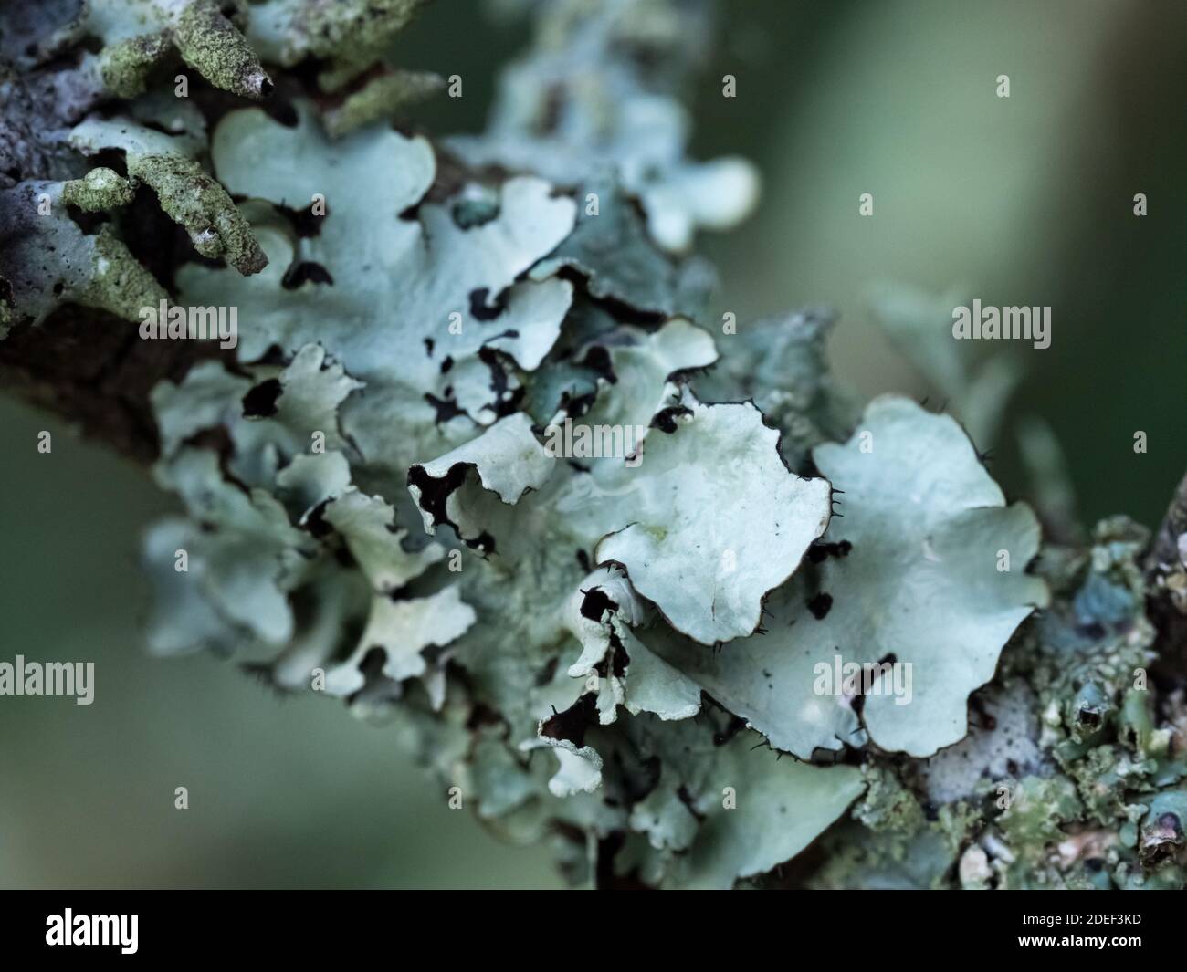 Un primo piano di dettaglio del lichen grigio verde chiaro di Greenshield rosetta che cresce intorno ramificazione Foto Stock