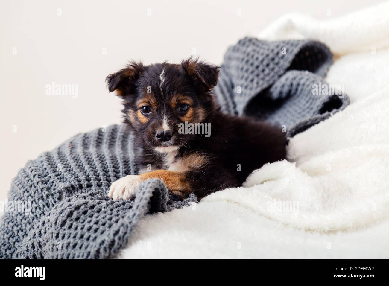Cucciolo del terrier del giocattolo del cane che giace su coperta sul letto. Il cane nero si trova sul divano a casa. Ritratto carino piccolo cane nero riposante in casa accogliente. Grigio bianco Foto Stock