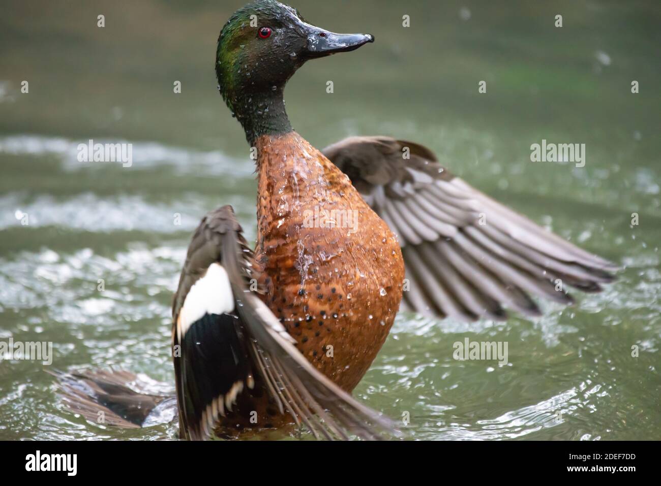 Anatra di Hookbill: specie rara ornamentale da cortile e da giardino