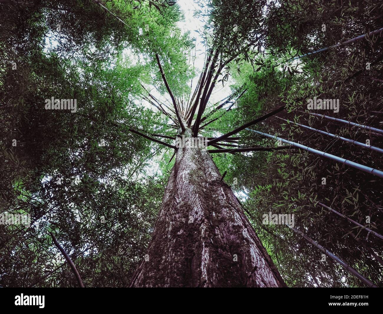 Vista dal basso del tronco di un albero alto sopravconto con muschio tra il boschetto di bambù Foto Stock