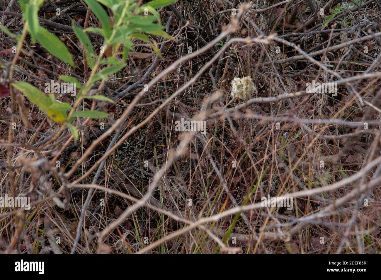 Bullsnake (Pituophis catenifer sayi) dalla contea di Tazewell, Illinois, Stati Uniti. Foto Stock