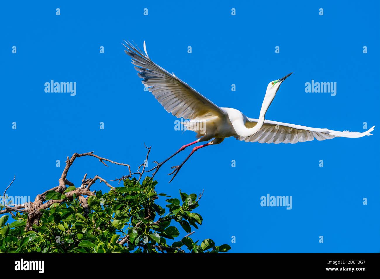 Eastern Great egret (Ardea modesta) decollo dal fogliame vicino al sito di nidificazione durante la stagione di allevamento, Queensland Australia Foto Stock
