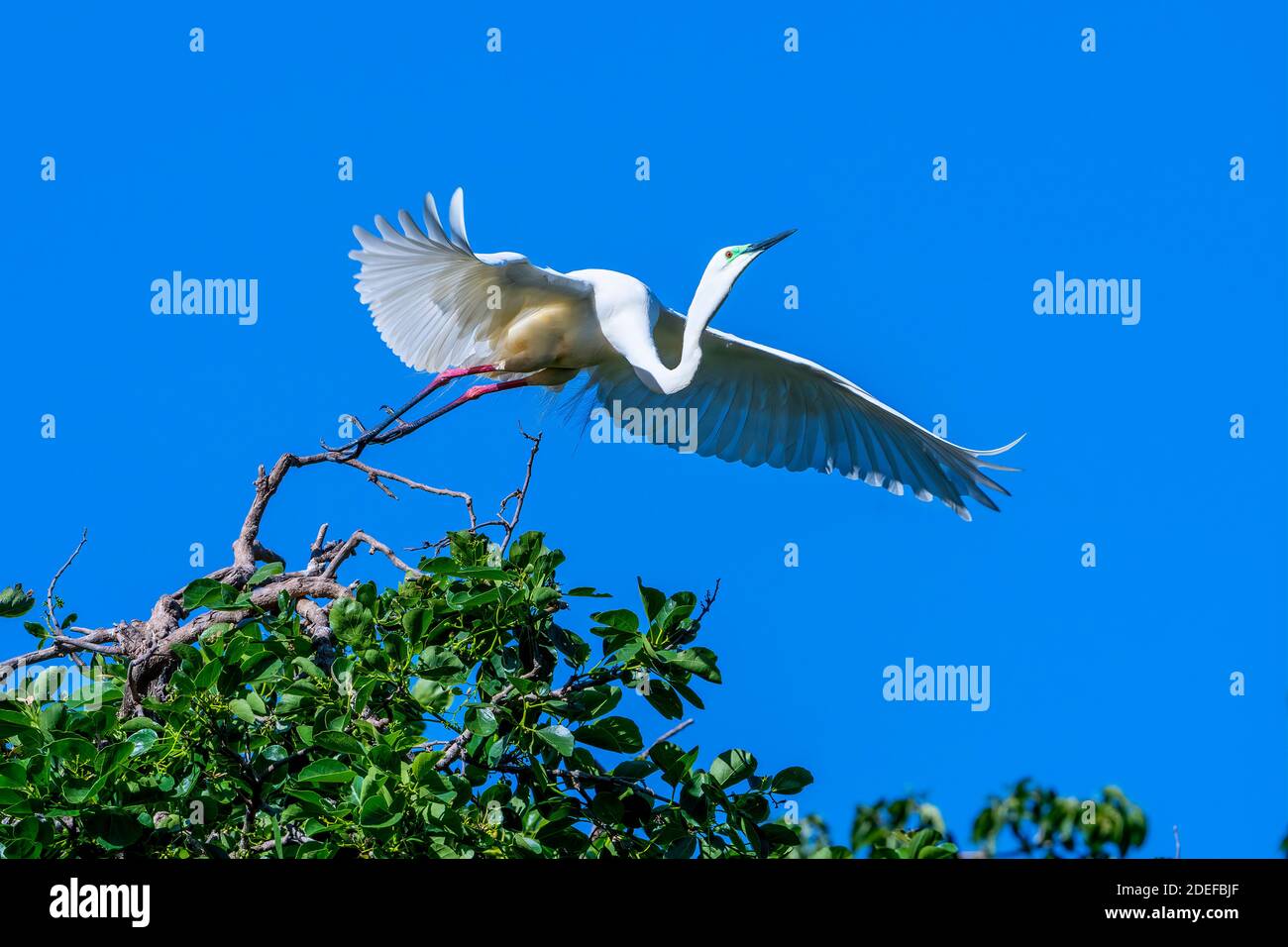 Eastern Great egret (Ardea modesta) decollo dal fogliame vicino al sito di nidificazione durante la stagione di allevamento, Queensland Australia Foto Stock