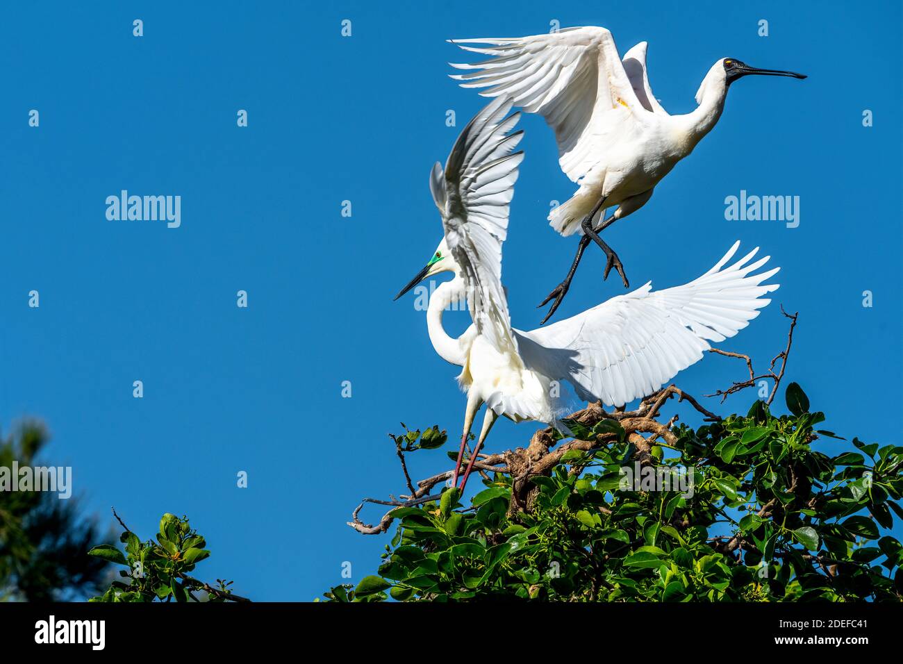 La grande egreo orientale (Ardea modesta) insegue la Royal Spoonbill (Platalea regia) dal suo sito di nidificazione durante la stagione di riproduzione. Queensland Australia Foto Stock
