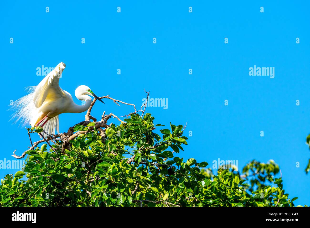 Eastern grande egret (Ardea modesta) in piedi sul fogliame che porta un ramoscello per la costruzione del nido nella stagione di allevamento, Queensland Australia Foto Stock