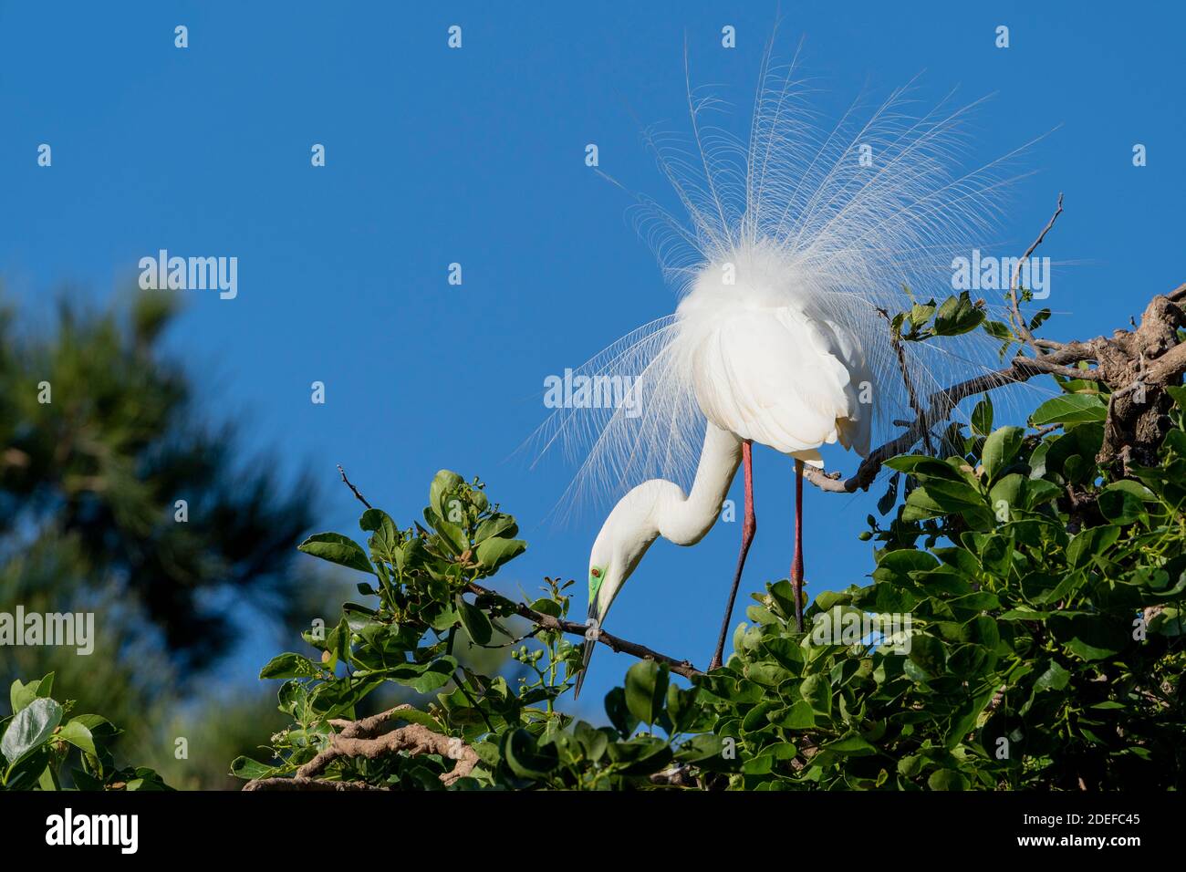Eastern grande egret (Ardea modesta) che mostra il piumaggio riproduttore in piedi sul fogliame vicino al nido durante la stagione di riproduzione. Queensland Australia Foto Stock