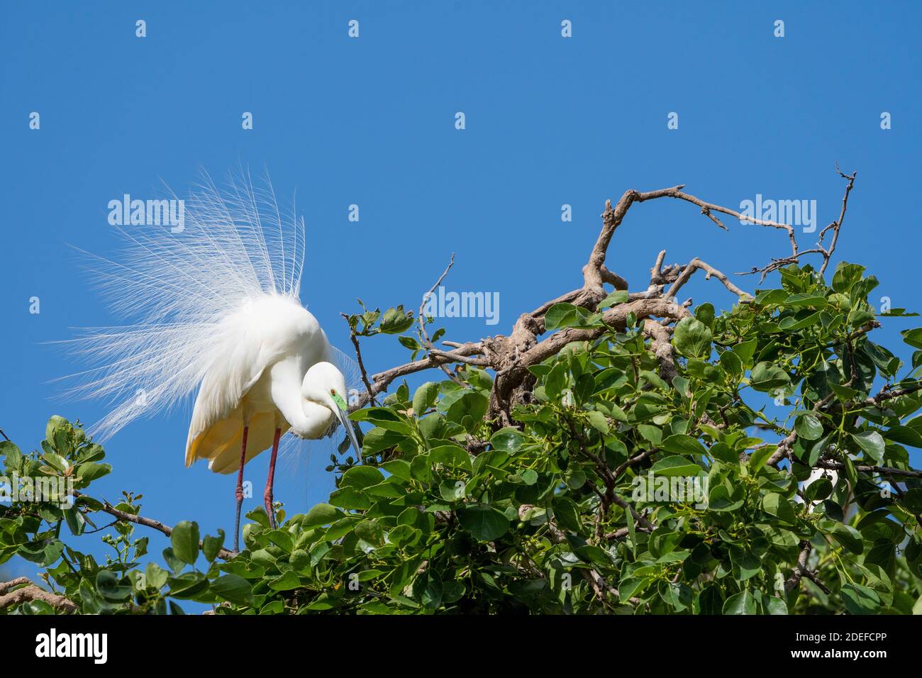 Eastern grande egret (Ardea modesta) che mostra il piumaggio riproduttore in piedi sul fogliame vicino al nido durante la stagione di riproduzione. Queensland Australia Foto Stock