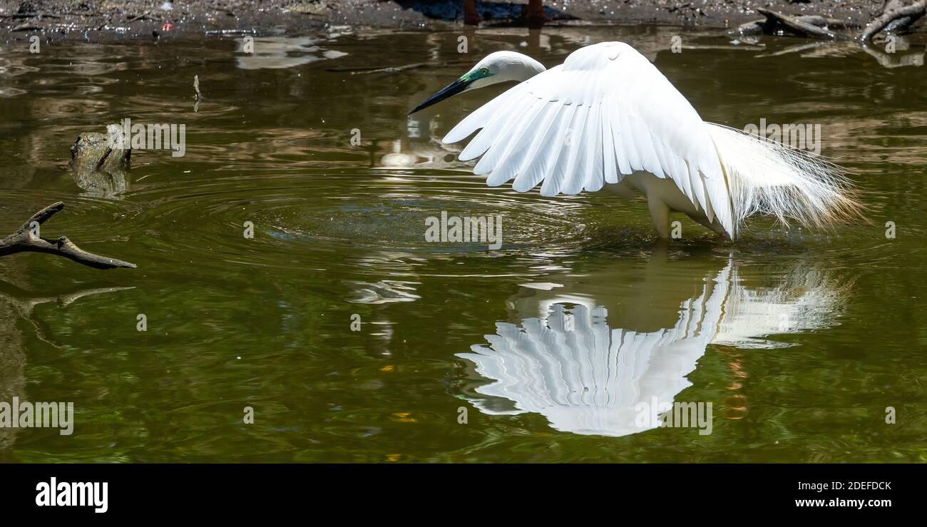 Eastern grande egret (Ardea modesta) con le ali si sparse in acqua alla ricerca di nido costruzione in stagione di allevamento, Queensland Australia Foto Stock