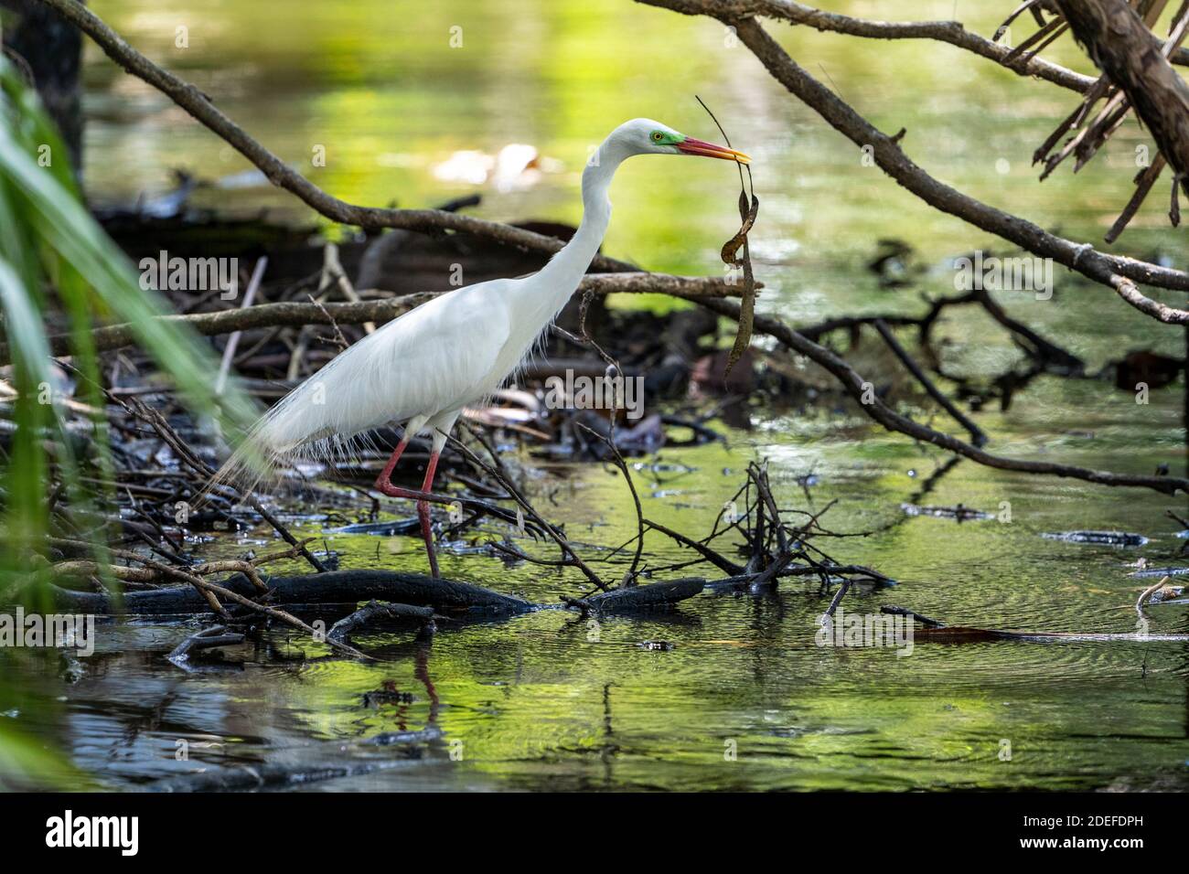 Eastern grande egret (Ardea modesta) in piedi in acqua che raccoglie i ramoscelli per la costruzione del nido nella stagione di allevamento, Queensland Australia Foto Stock