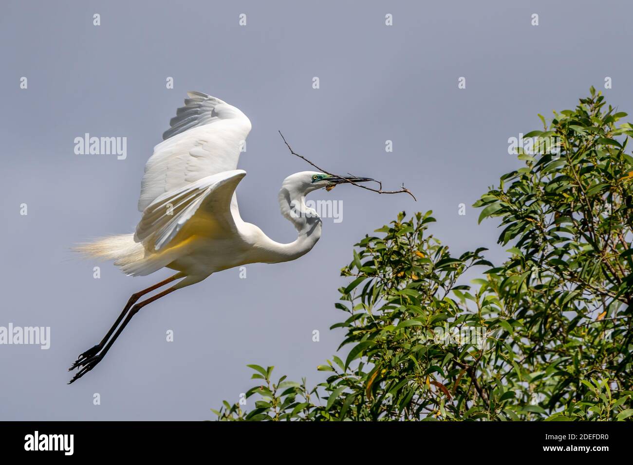 Eastern grande egret (Ardea modesta) che vola con un ramoscello per la costruzione del nido nella stagione dell'allevamento, Queensland Australia Foto Stock