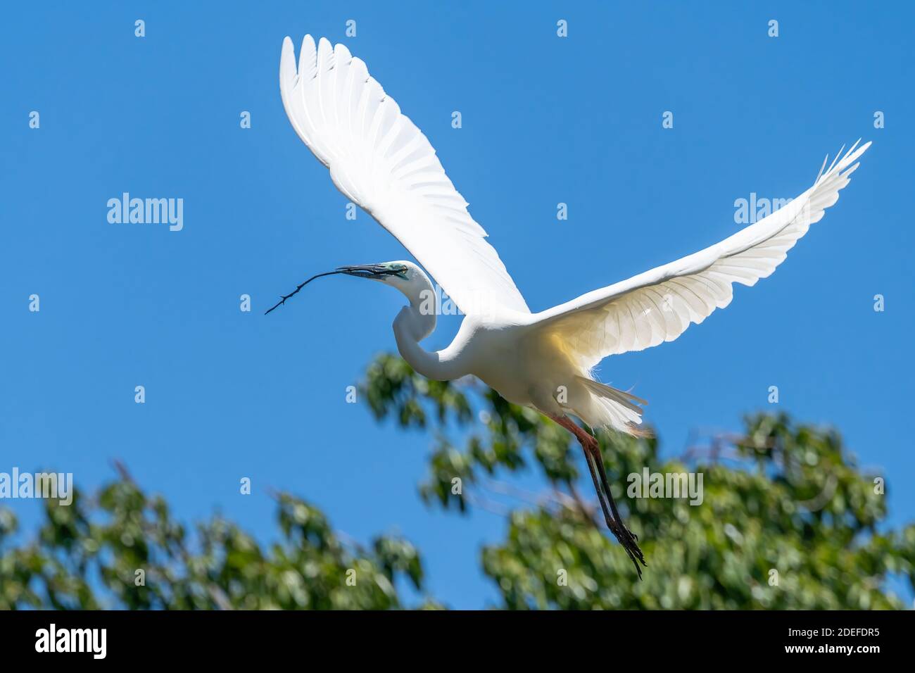Eastern grande egret (Ardea modesta) che vola con un ramoscello per la costruzione del nido nella stagione dell'allevamento, Queensland Australia Foto Stock