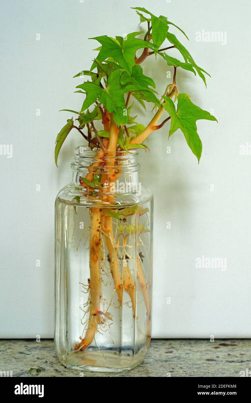 La patata dolce lascia radici crescenti da scivoli in un vaso di acqua Foto Stock