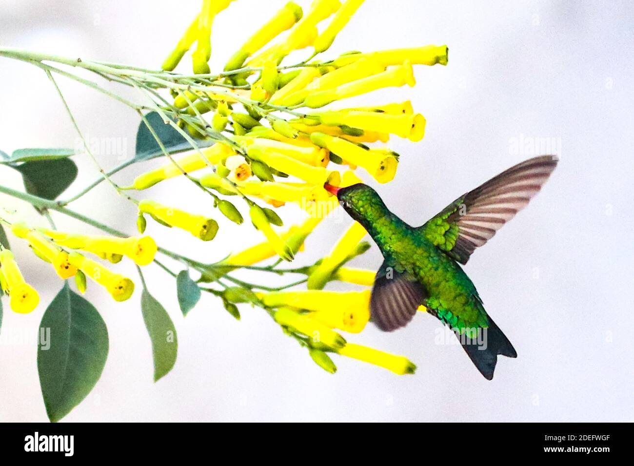 BUENOS AIRES, 30.11.2020: Un colibrì vola intorno ai fiori gialli questa primavera a Buenos Aires, Argentina (Photo: Néstor J. Beremblum / Alamy) Foto Stock