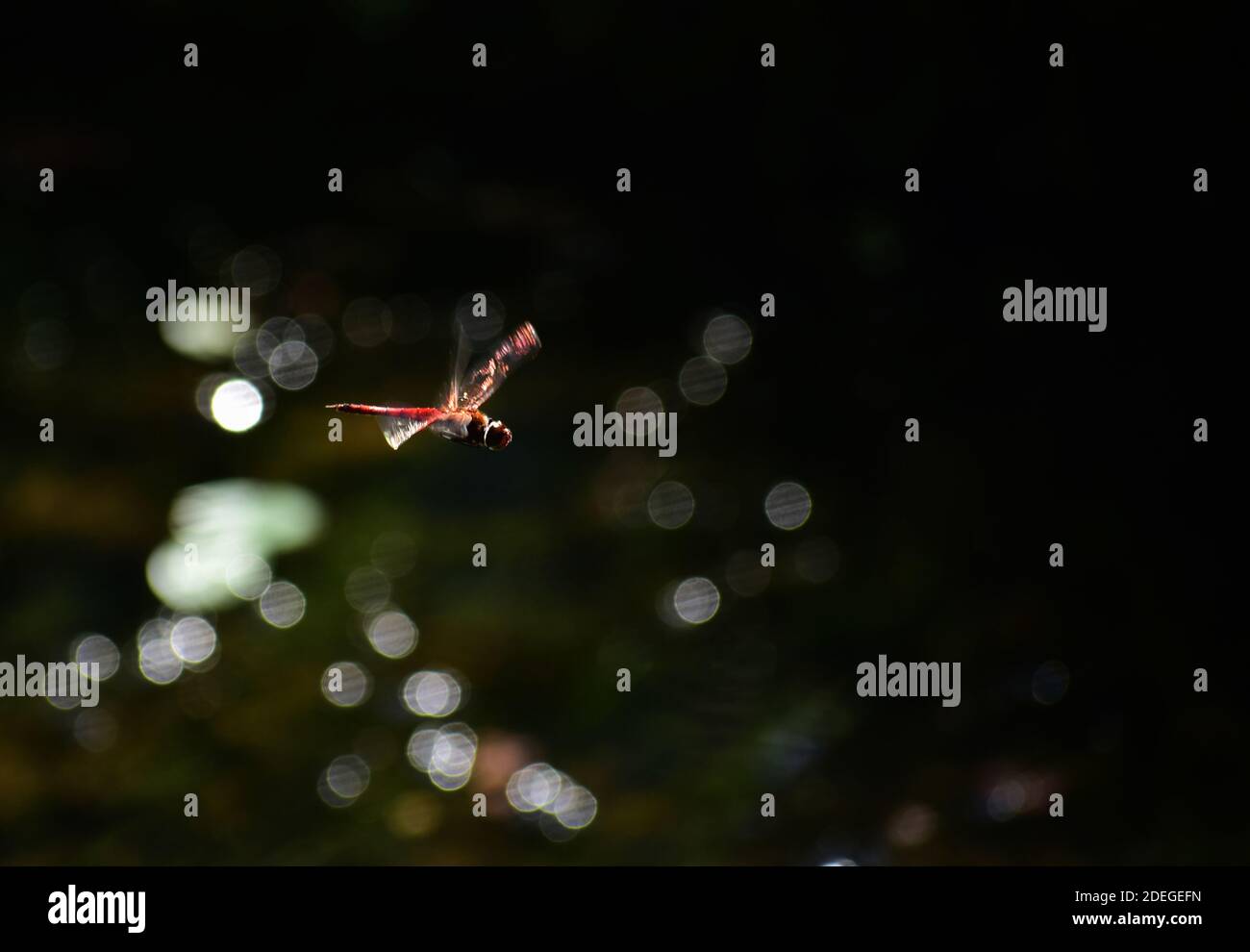 Red Tail Dragonfly che scivola su uno stagno nella valle di Waimea, Oahu, Hawaii Foto Stock
