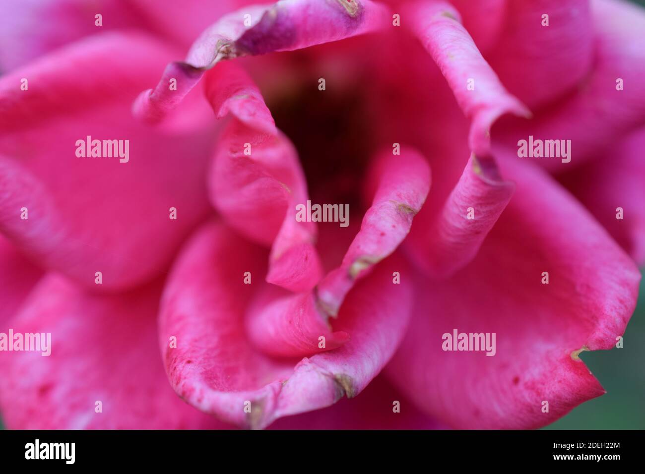 Vista ravvicinata di un fiore rosa nell'altezza della primavera. Questo fiore rosa è sicuro per portare i lotti di gioia a voi ed ai vostri telespettatori. Foto Stock