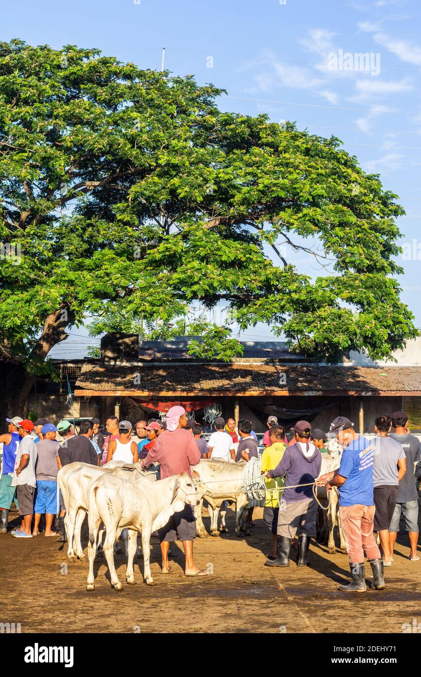 Mattina presto al mercato dell'asta di bestiame di Padre Garcia a Batangas, Filippine Foto Stock