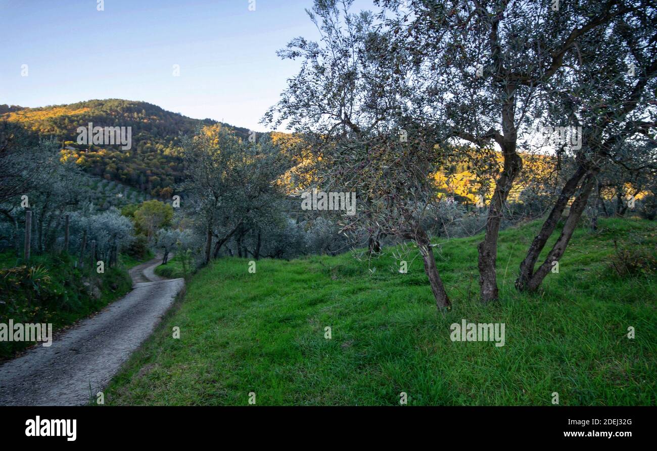 strada rurale e ulivo Foto Stock