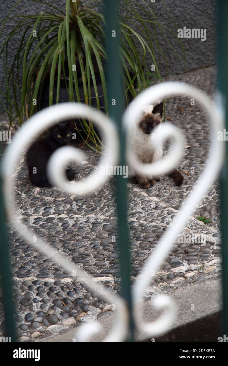 Due gatti guardano attraverso le porte di una casa Foto Stock