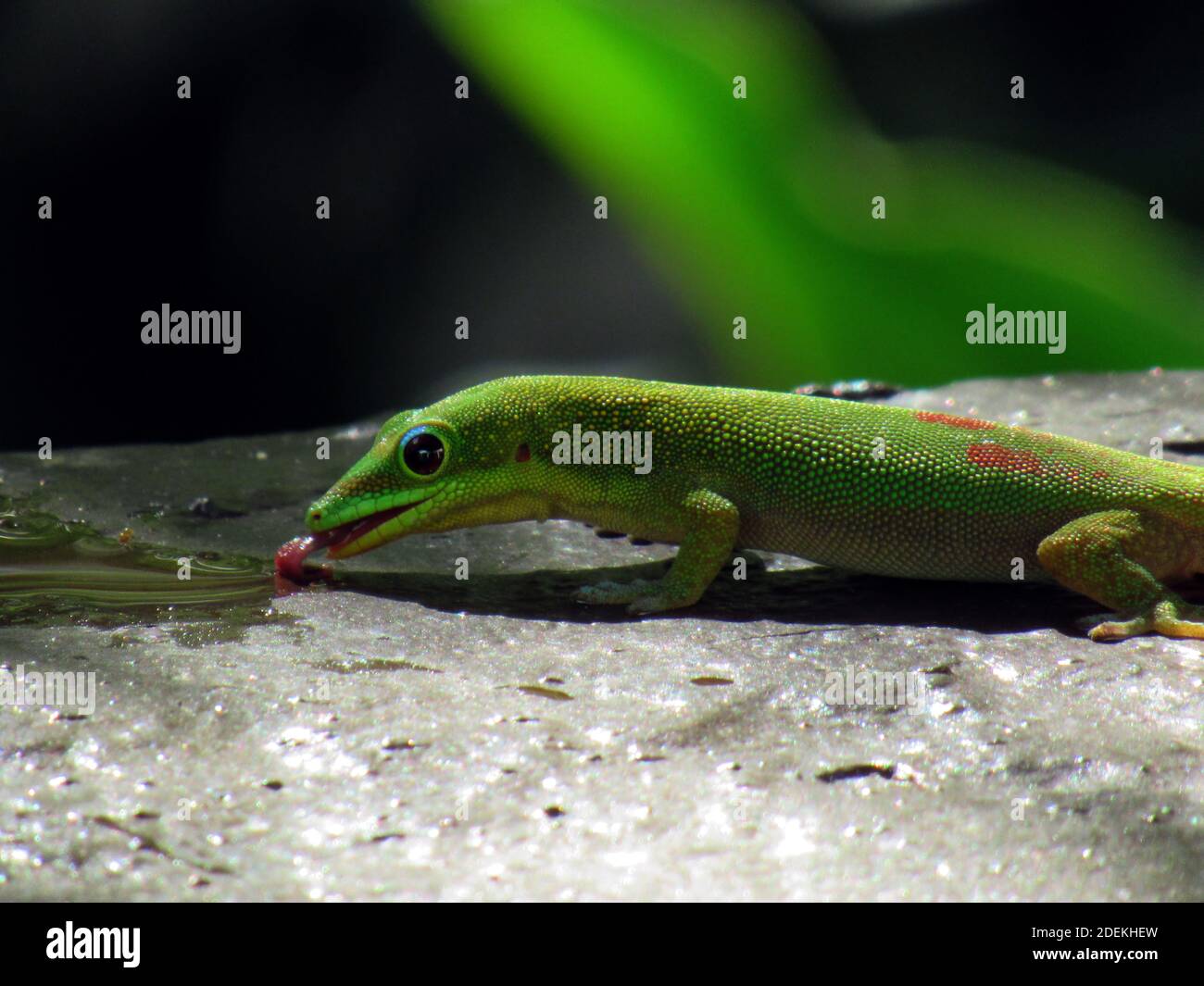 Gold Dust Day Gecko bere acqua piovana nella valle di Waimea, Oahu, Hawaii Foto Stock