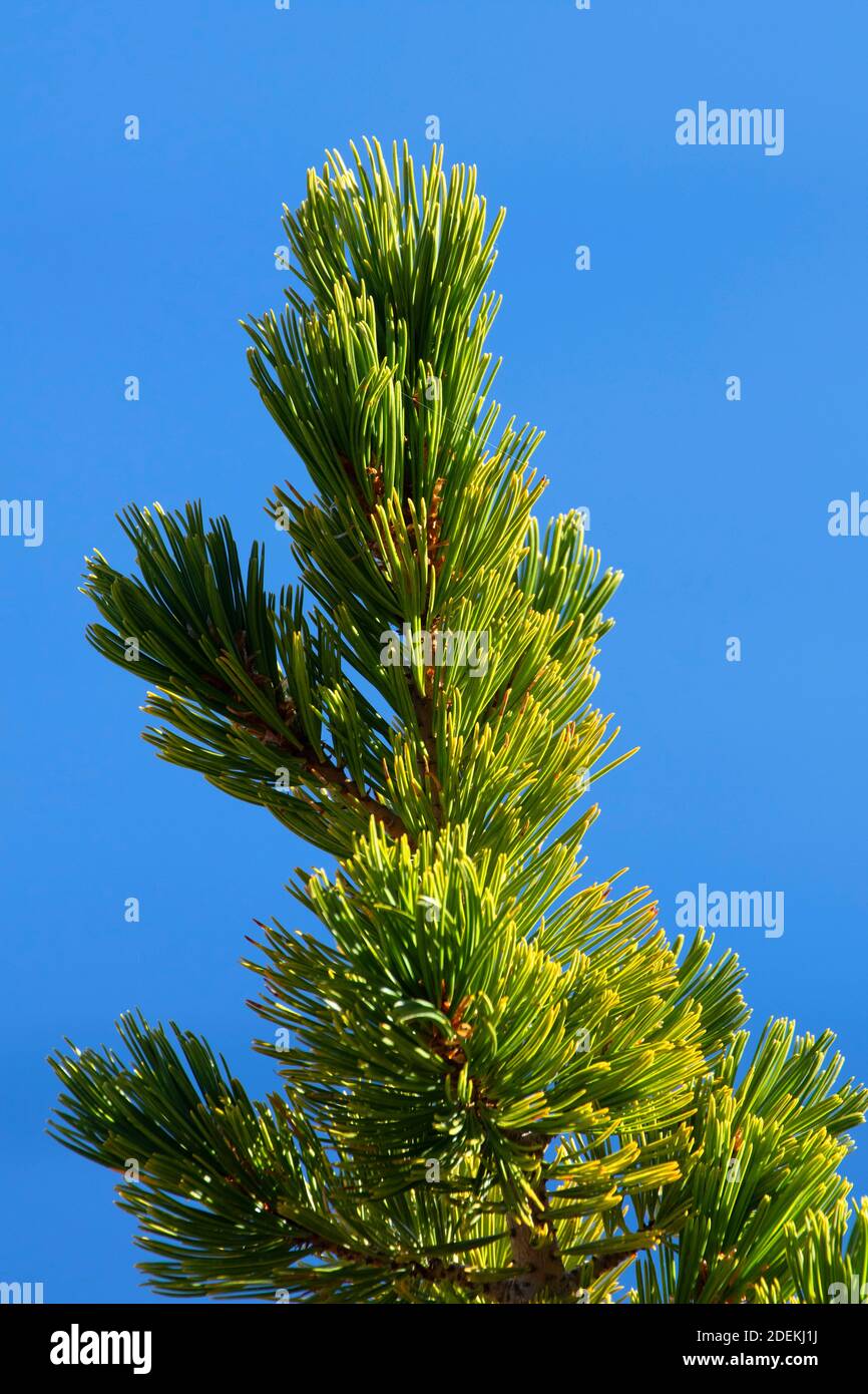 Whitebark Pine (Pinus albicaulis), Crater Lake National Park, Volcano Legacy National Scenic Byway, Oregon Foto Stock