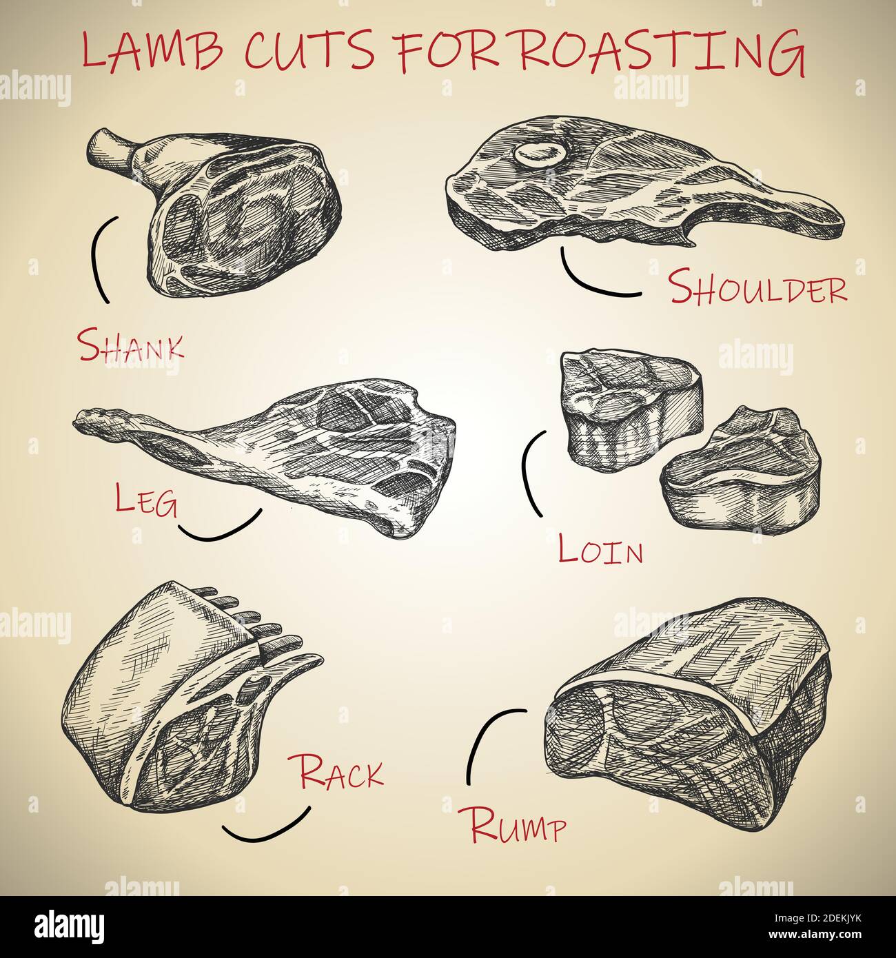 Vector Set di carni disegnate a mano per tagli di agnello per tostare. Illustrazione Vettoriale