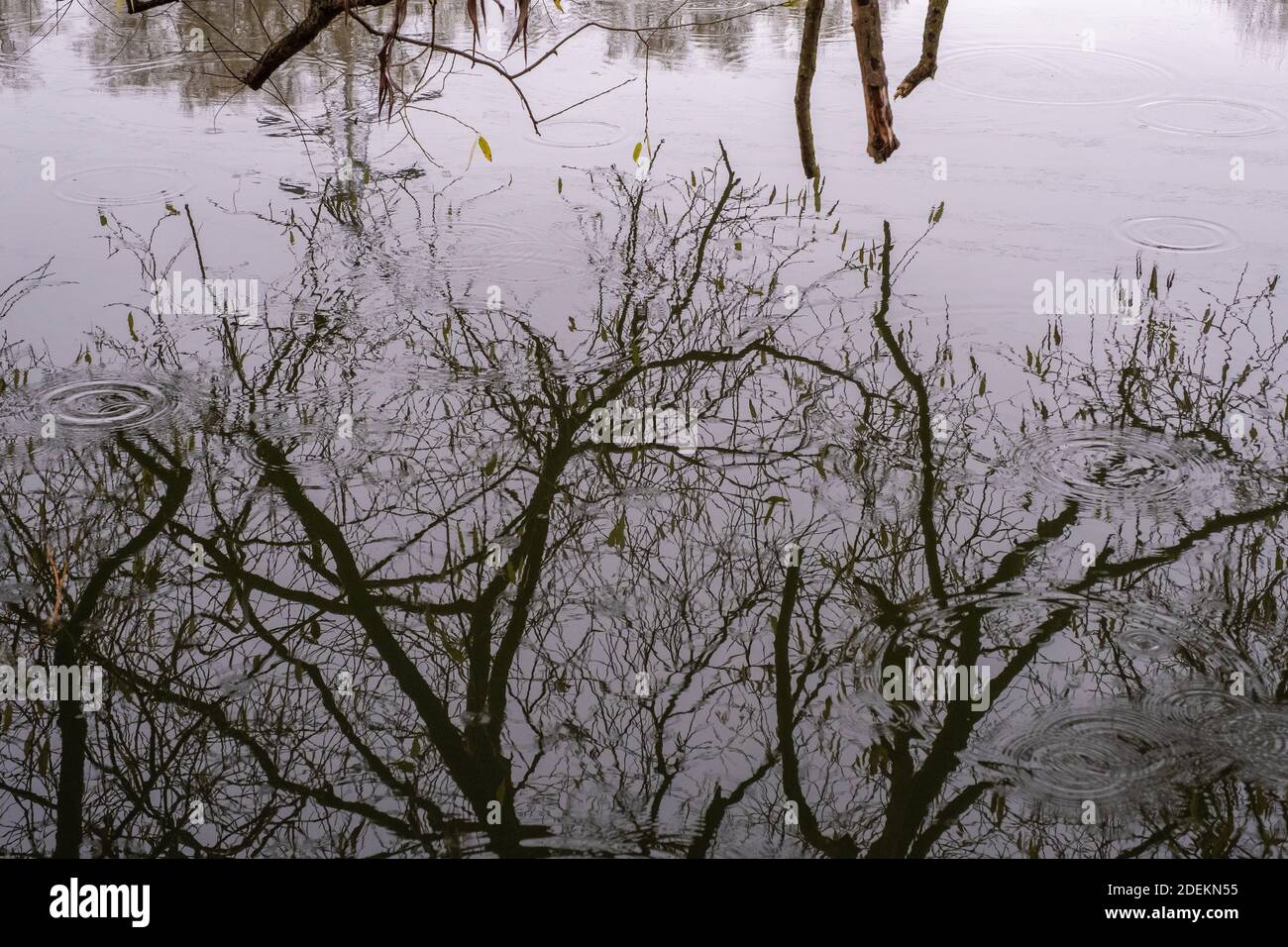 Riflesso di rami di albero senza foglie nelle acque calme del fiume in un giorno nuvoloso autunno. Foto Stock