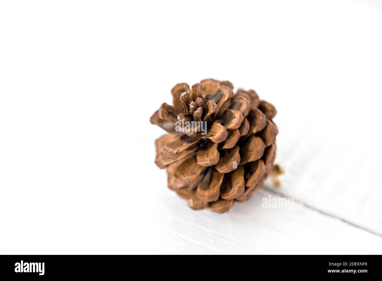 Asciugato piccolo bel cono di pino marrone naturale per la decorazione di Natale o mestiere su sfondo di legno bianco Foto Stock