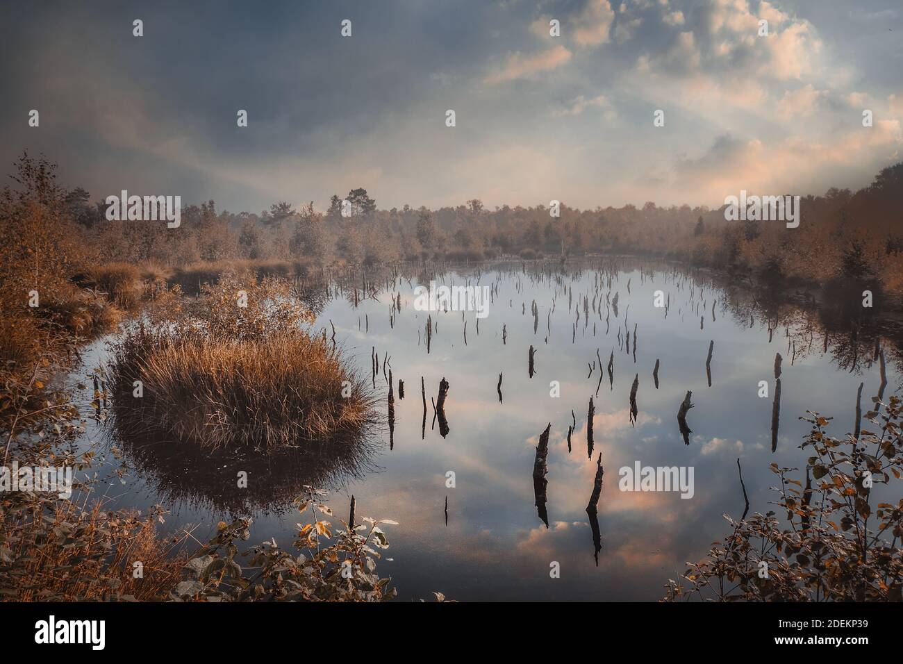 nebbia mattina nel moor Foto Stock