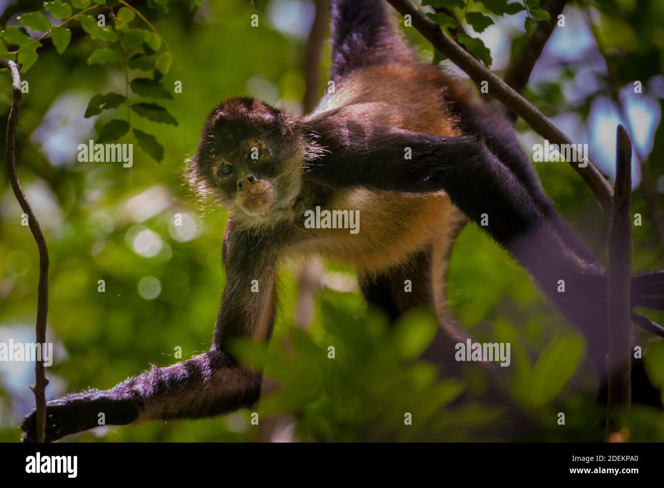 Panama fauna selvatica con Azuero Spider Monkey, Ateles geoffroyi azuerensis, all'interno della foresta pluviale del parco nazionale Cerro Hoya, provincia di Veraguas, Panama. Foto Stock