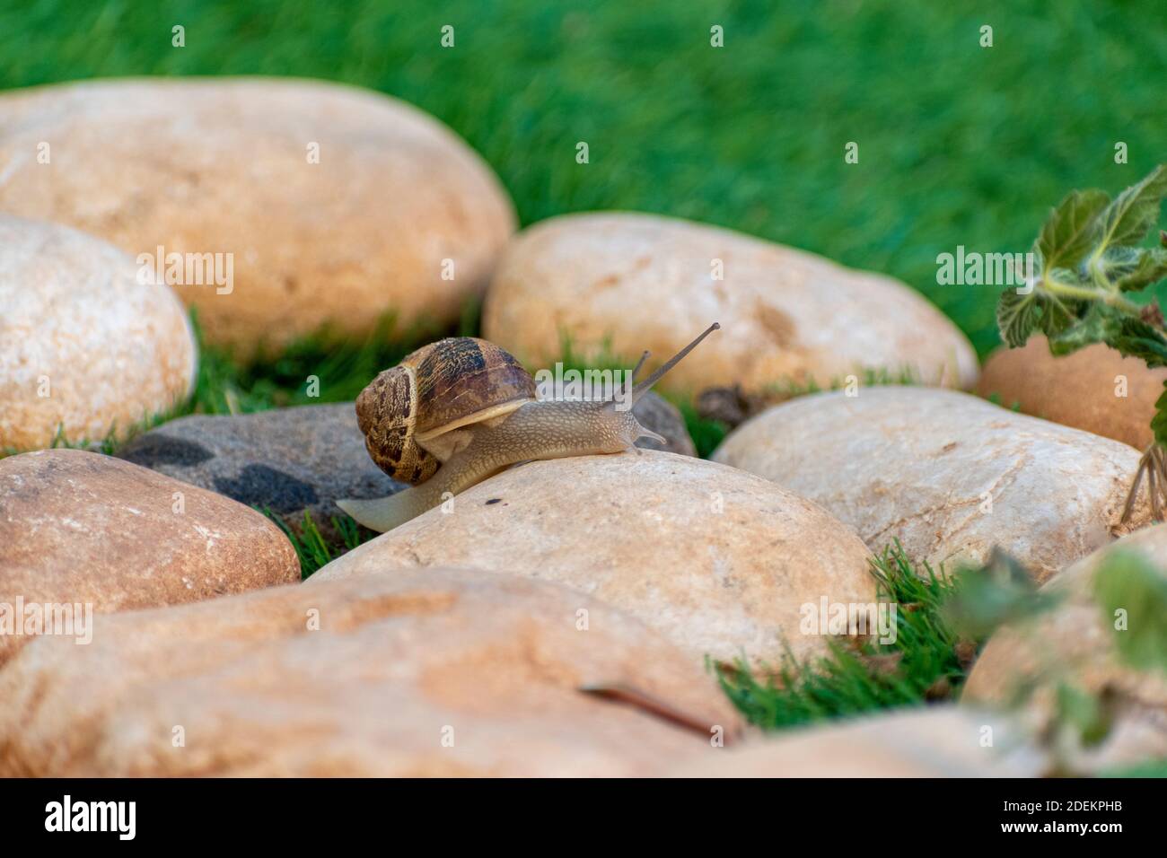 Grande lumaca Guscio in strisciando sulla strada, giorno di estate in giardino Foto Stock