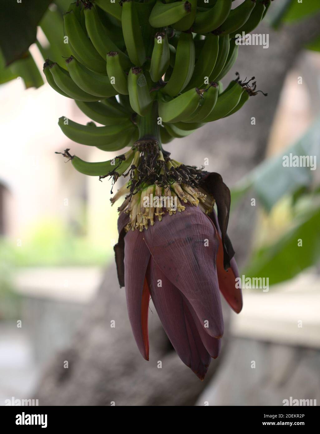 Grande fiore scuro della varietà cavendish di banana, specie Musa acuminata, varietà principale di banane coltivate nelle isole Canarie Foto Stock
