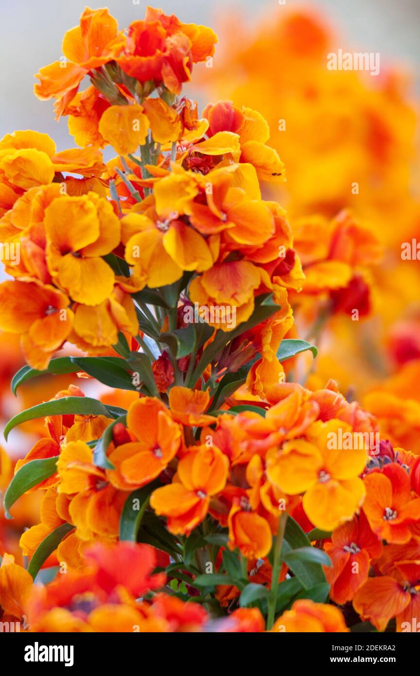 Fiori arancioni Foto Stock