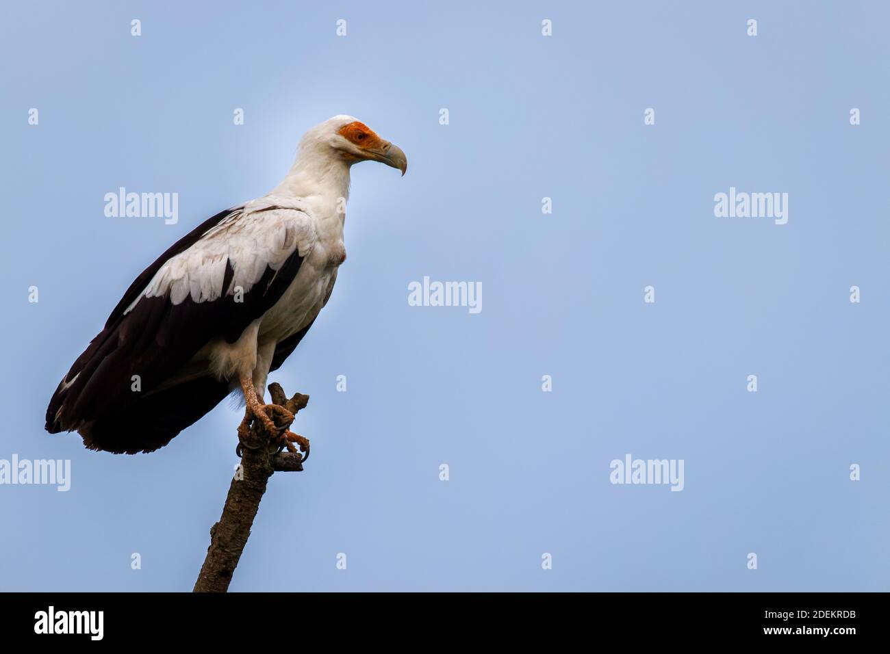 Avvoltoio di palma (Gypohierax angolensis), Parco Nazionale della Regina Elisabetta, Uganda. Foto Stock