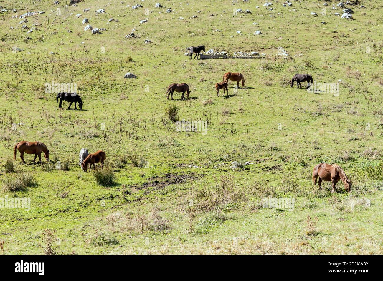 Paesaggio con cavalli che pascolano su prato verde, girato in luce intensa vicino al passo di Godi, l'Aquila, Abruzzo, Italia Foto Stock