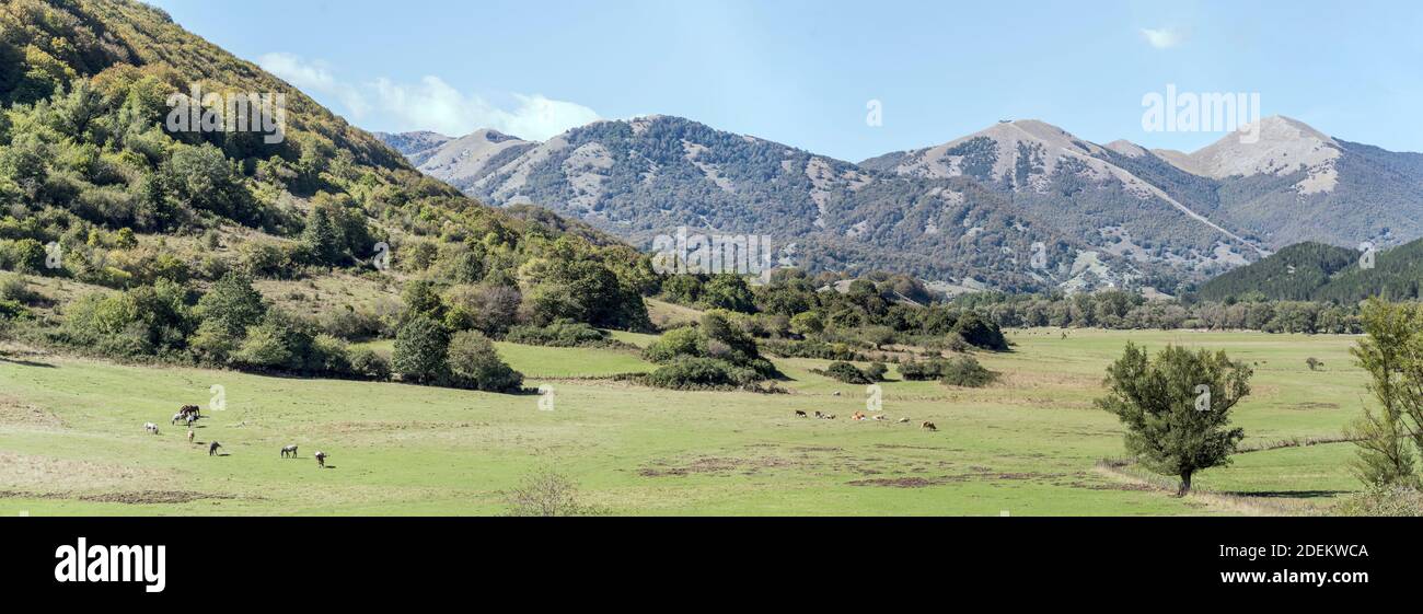 Paesaggio con cavalli e mandrie di mucche pascolano su verde altopiano pianeggiante nella valle del fiume Sangro, sparato in luce intensa vicino a Pescasseroli, l'Aquila, Abruzzo Foto Stock