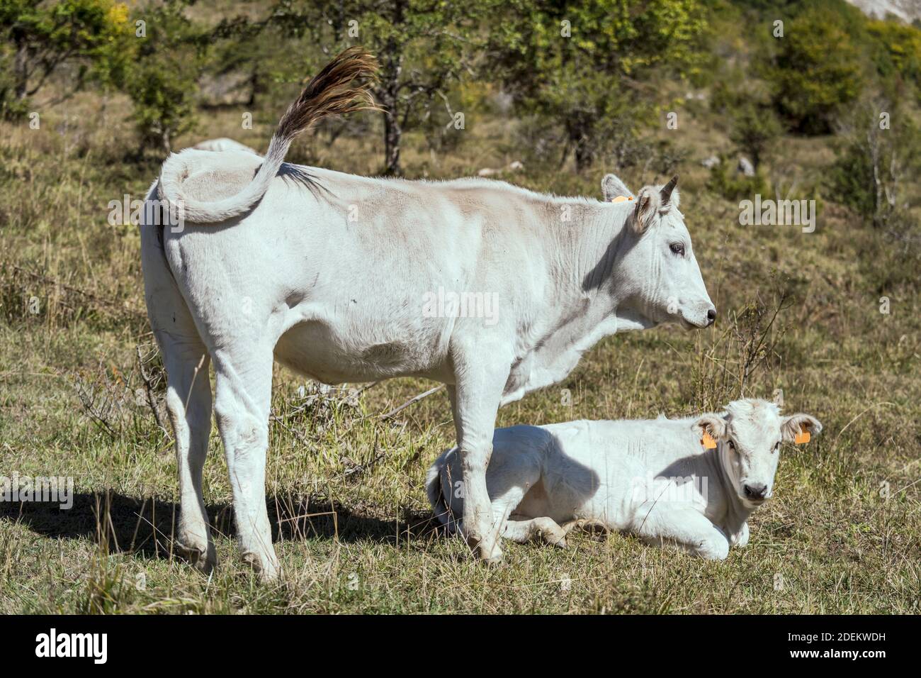 Giovane vacca bianca e vitello su erba verde, sparato in luce intensa vicino a Pescasseroli, l'Aquila, Abruzzo, Italia Foto Stock