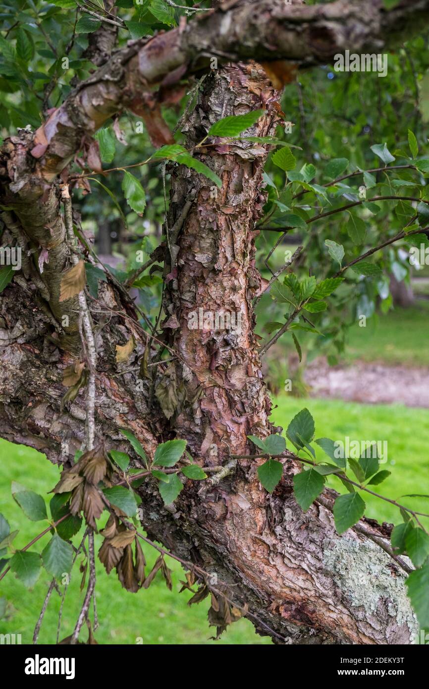 La corteccia di peeling di un albero di Birch nero maturo Betula nigra. Foto Stock