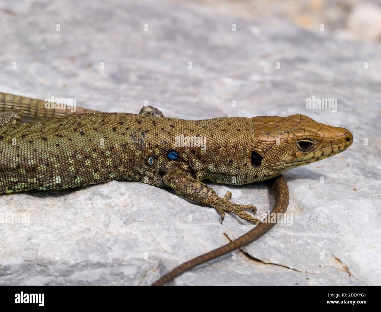 hellenolacerta greaca, lucertola di roccia greca, lacerta greaca in grecia Foto Stock